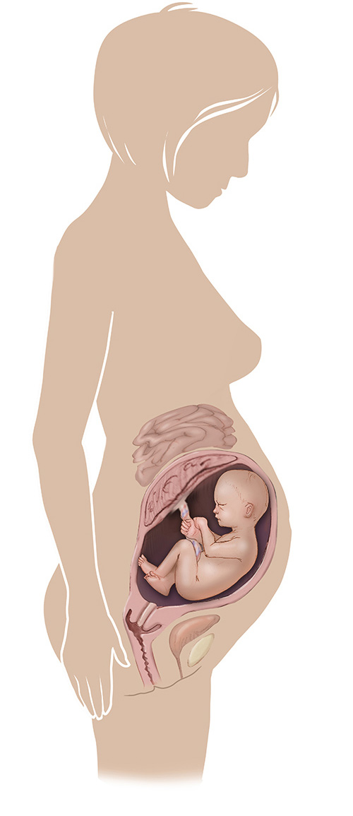 Imagen de 33 semanas de edad las mujeres embarazadas