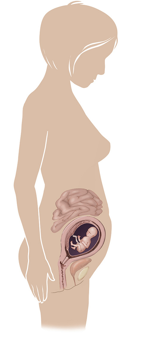 Imagen de 19 semanas de edad las mujeres embarazadas