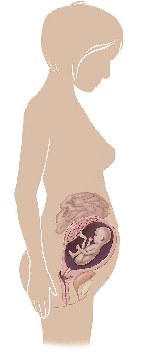 Imagen de 22 semanas de edad las mujeres embarazadas