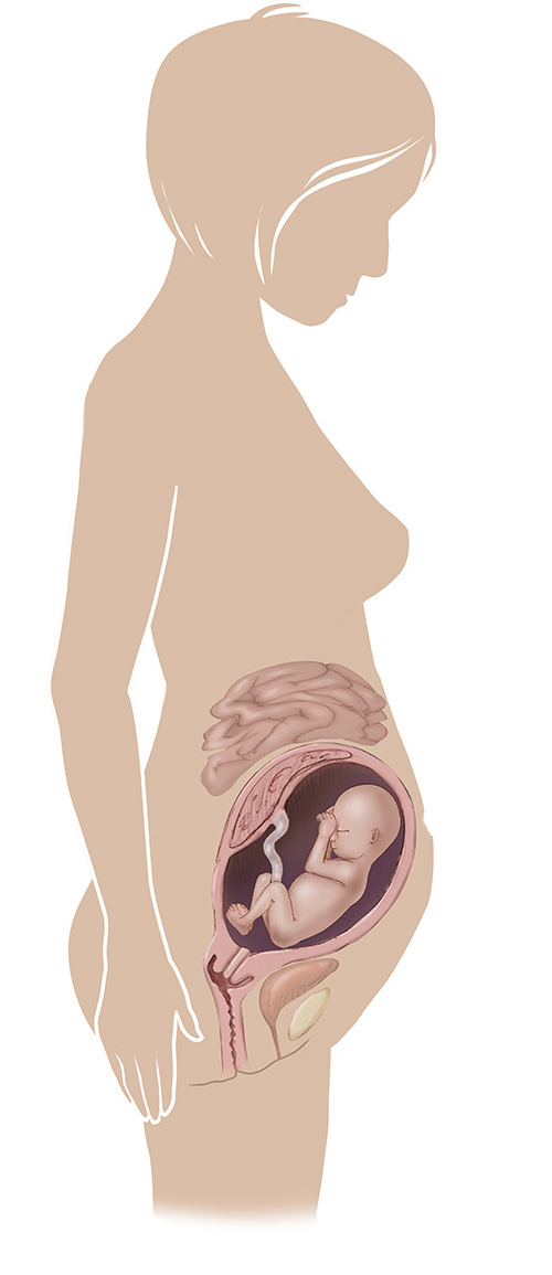 Imagen de 24 semanas de edad las mujeres embarazadas