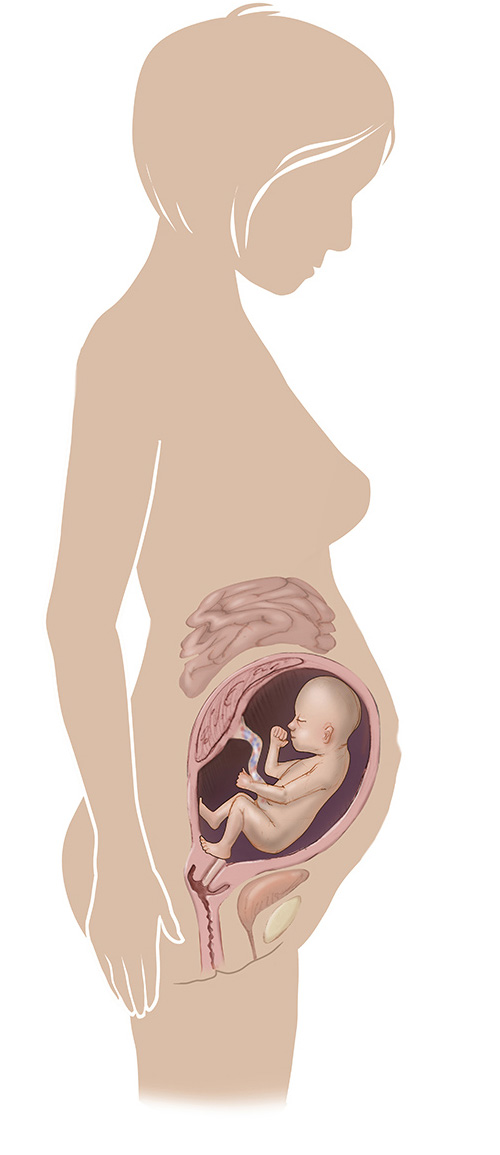 Imagen de 28 semanas de edad las mujeres embarazadas