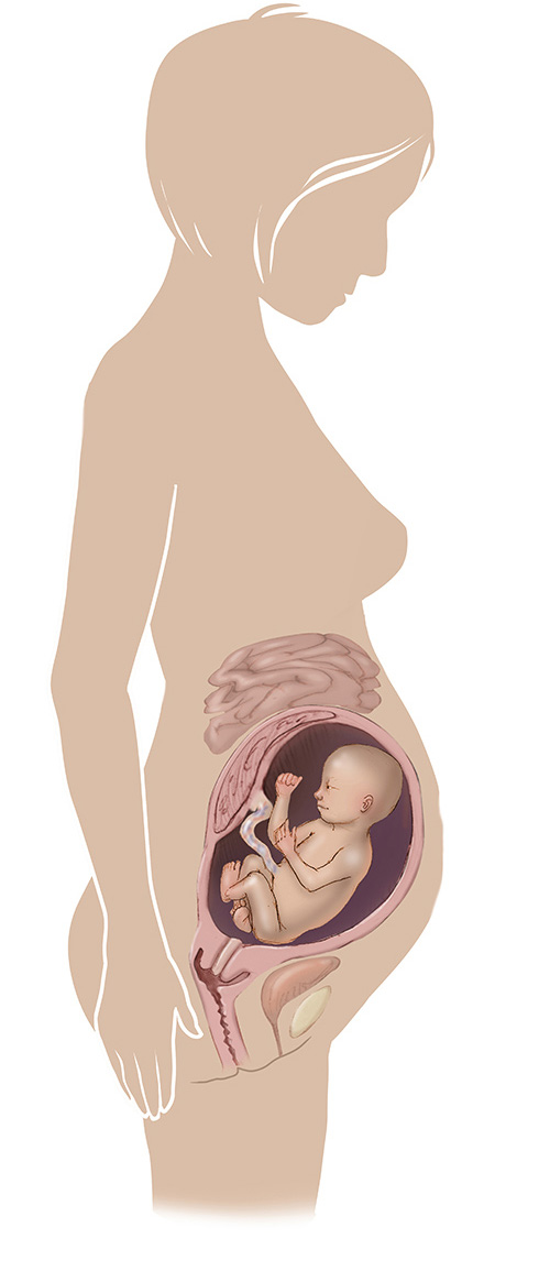 Imagen de 30 semanas de edad las mujeres embarazadas