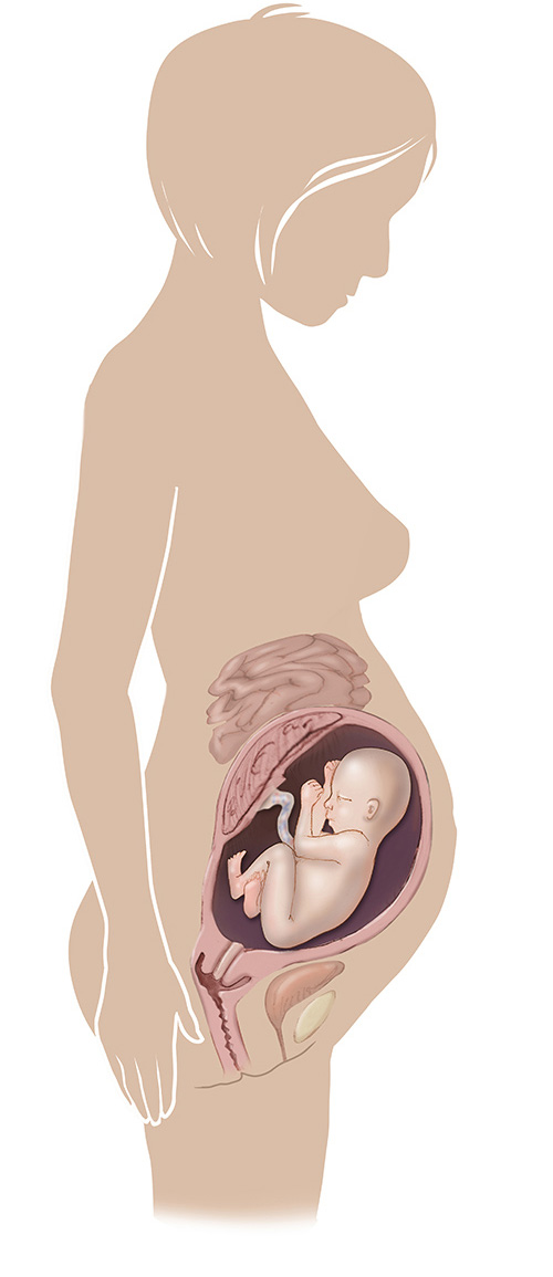 Imagen de 31 semanas de edad las mujeres embarazadas