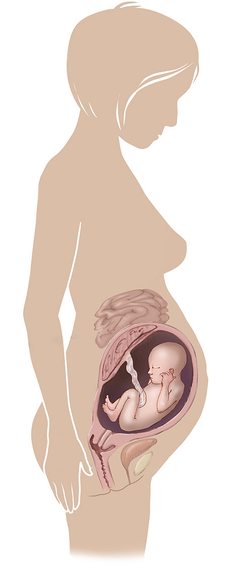 Imagen de 32 semanas de edad las mujeres embarazadas