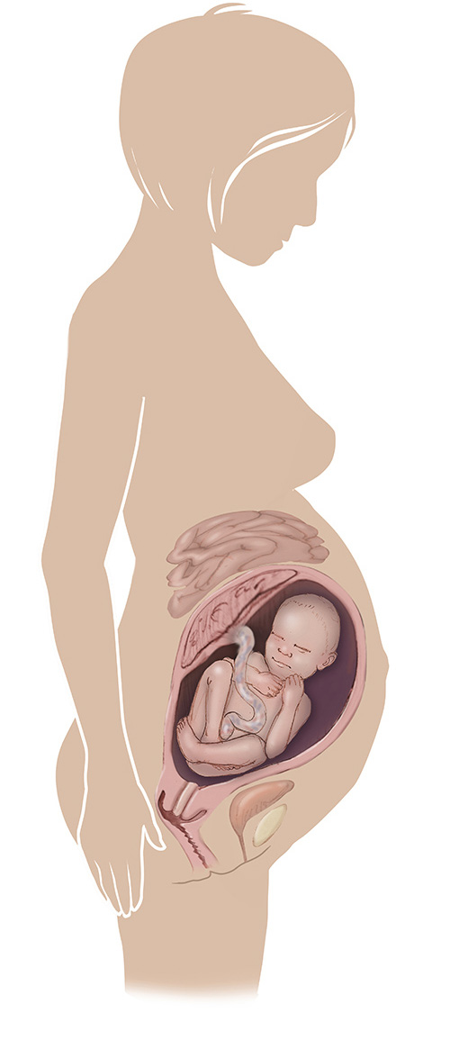 Imagen de 36 semanas de edad las mujeres embarazadas