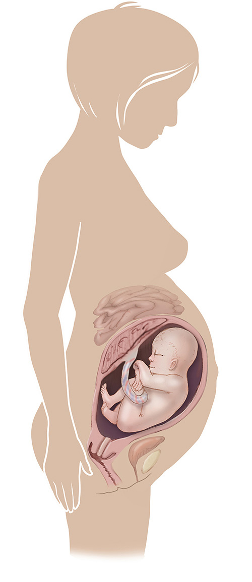 Imagen de 37 semanas de edad las mujeres embarazadas
